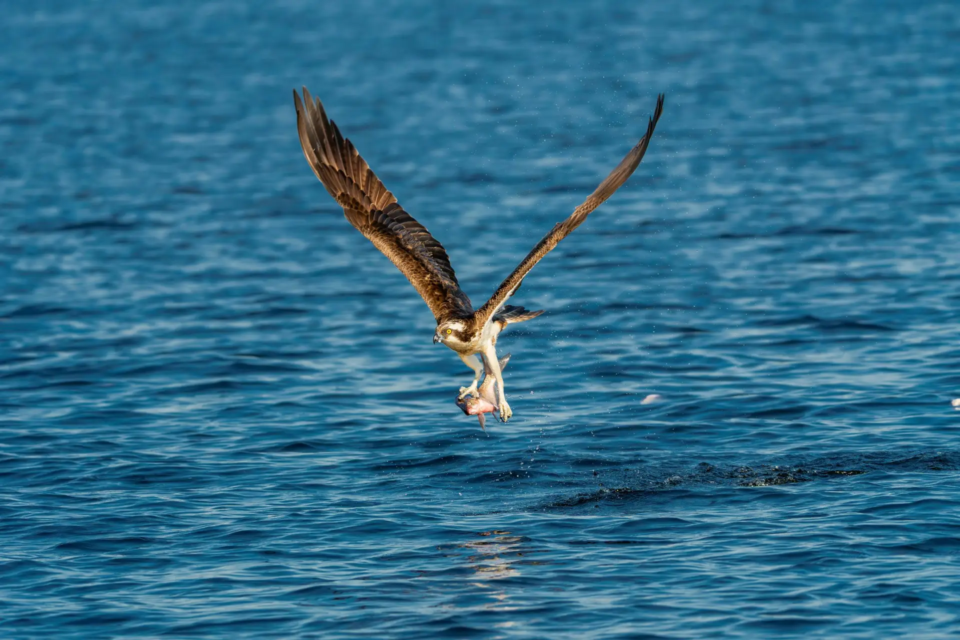Osprey catching fish mid-flight over blue ocean, showcasing nature's dynamic action.